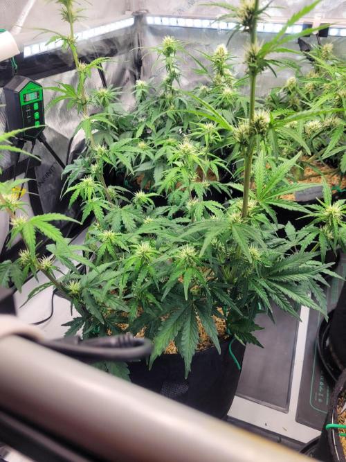 Gorilla Z Auto. Week 5