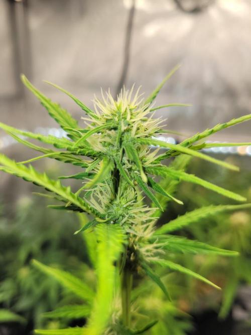Gorilla Z Auto. Week 5