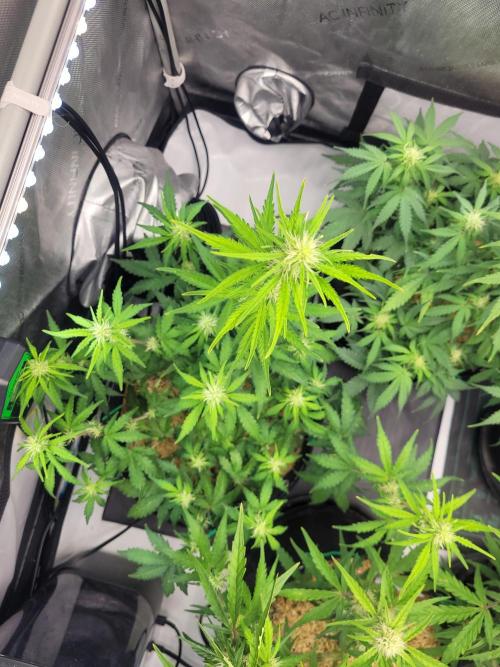 Gorilla Z Auto. Week 5