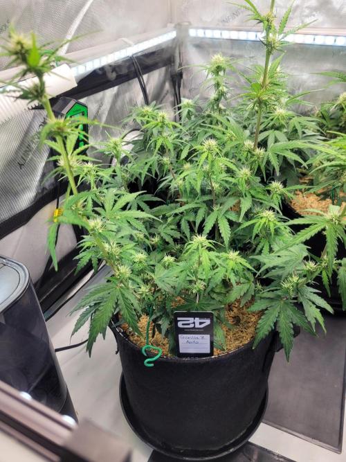Gorilla Z Auto. Week 5
