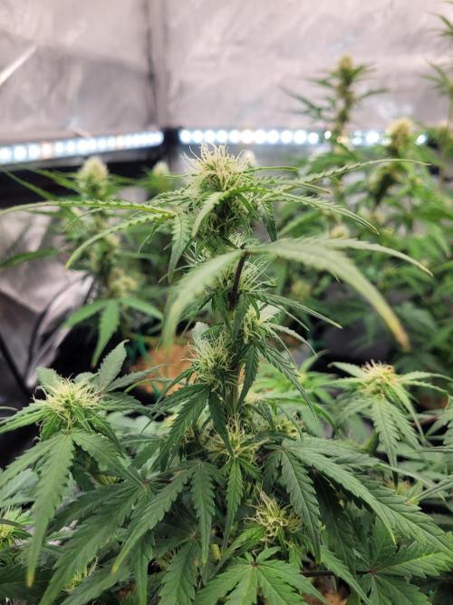 Mimosa x Orange Punch. Week 6