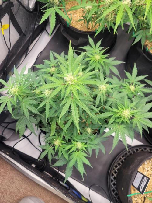 Mimosa x Orange Punch. Week 6