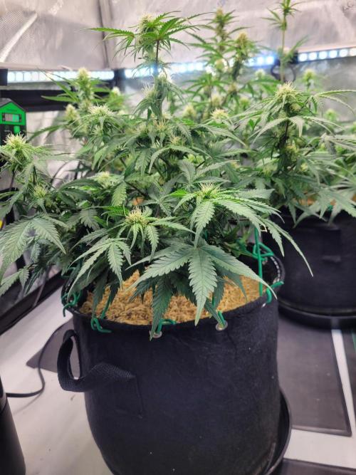 Mimosa x Orange Punch. Week 6