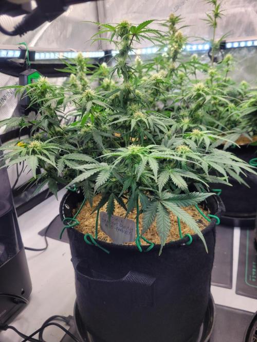 Mimosa x Orange Punch. Week 6