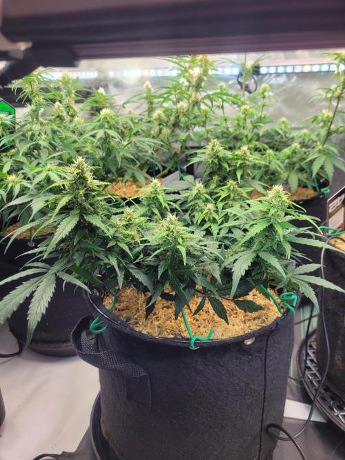CBD Auto 20:1. Week 6