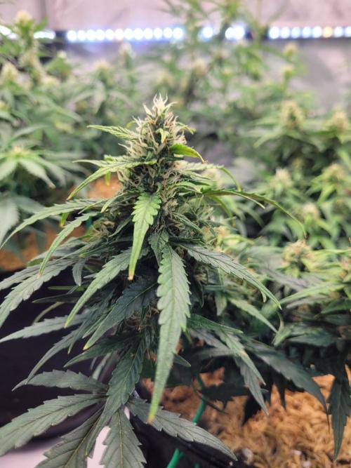 CBD Auto 20:1. Week 6