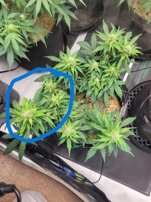 CBD Auto 20:1. Week 6