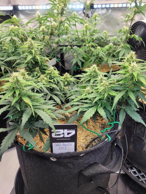 CBD Auto 20:1. Week 6