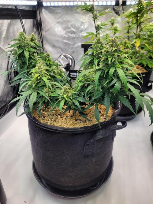 CBD Auto 20:1. Week 7