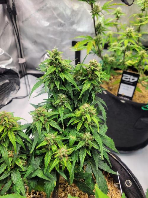 CBD Auto 20:1. Week 7