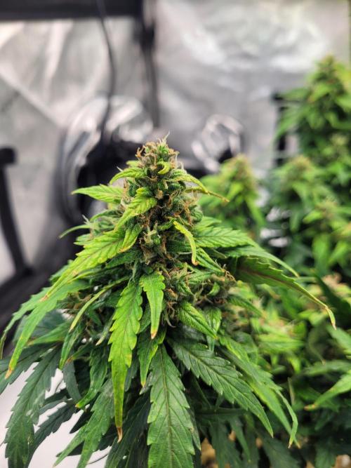 CBD Auto 20:1. Week 7