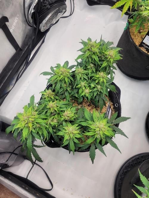 CBD Auto 20:1. Week 7