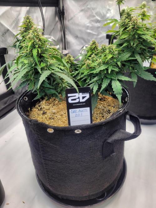 CBD Auto 20:1. Week 7