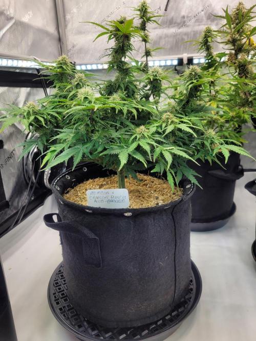 Mimosa x Orange Punch. Week 7
