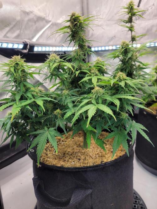 Mimosa x Orange Punch. Week 7