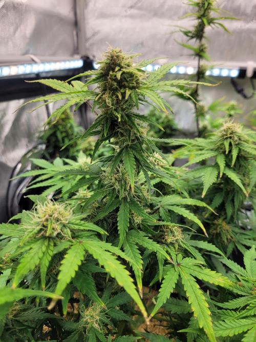 Mimosa x Orange Punch. Week 7