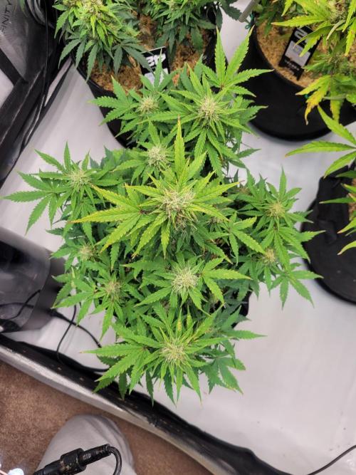 Mimosa x Orange Punch. Week 7