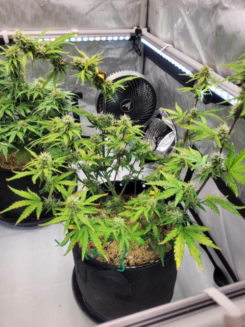 Gorilla Z Auto. Week 6