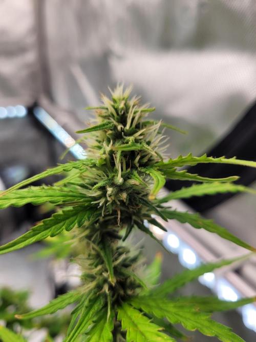 Gorilla Z Auto. Week 6