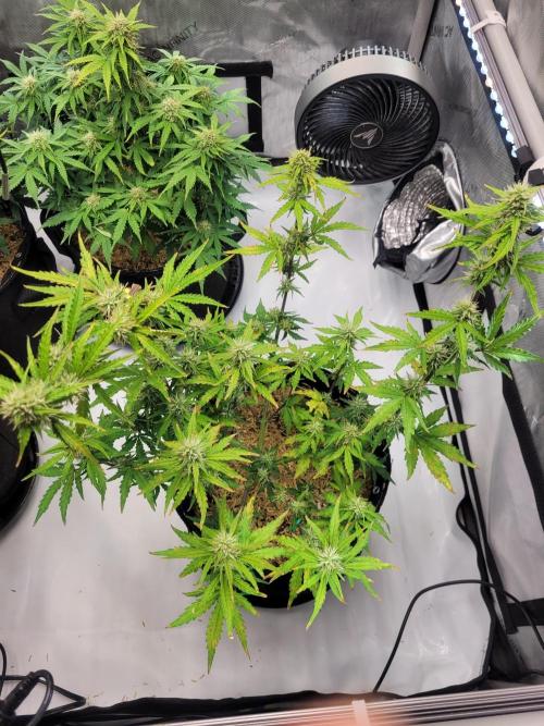 Gorilla Z Auto. Week 6