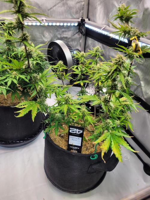 Gorilla Z Auto. Week 6