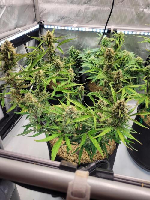 White Widow Auto. Week 7
