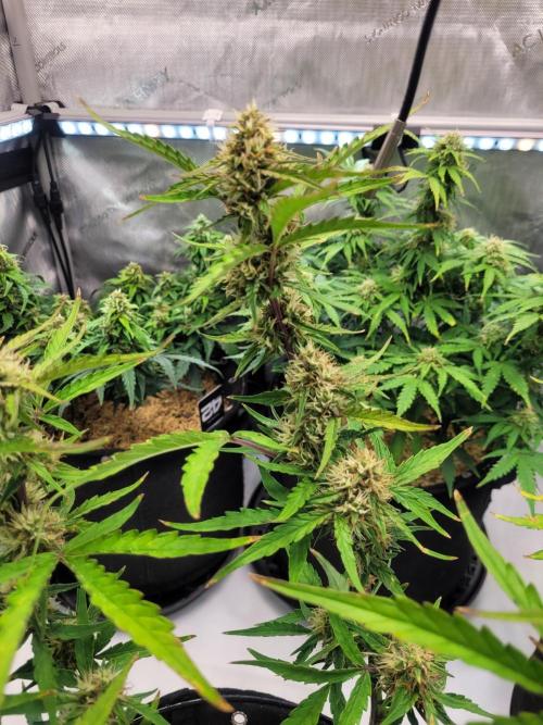 White Widow Auto. Week 7