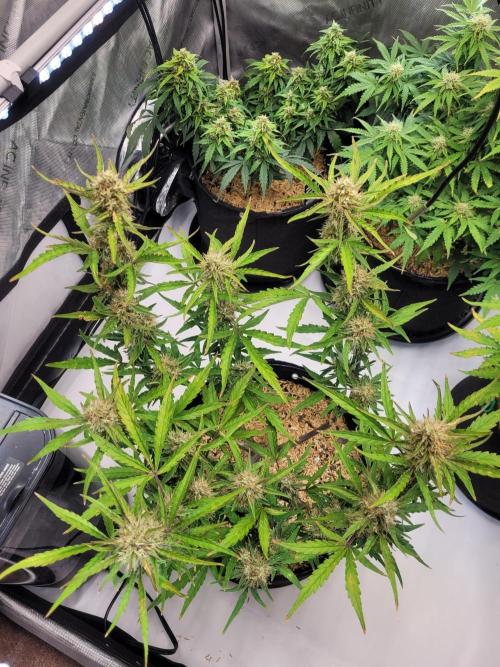 White Widow Auto. Week 7