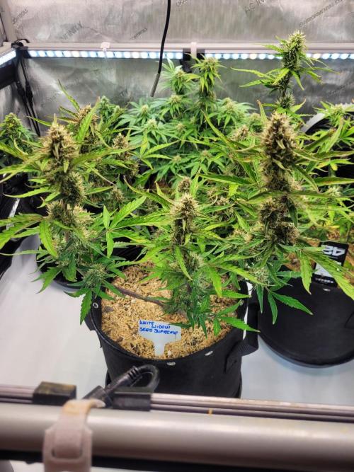 White Widow Auto. Week 7