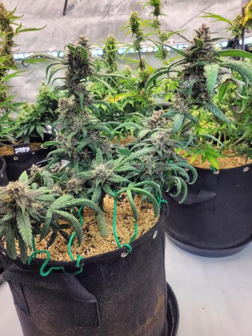 Tropicana Cookies Auto. Week 7