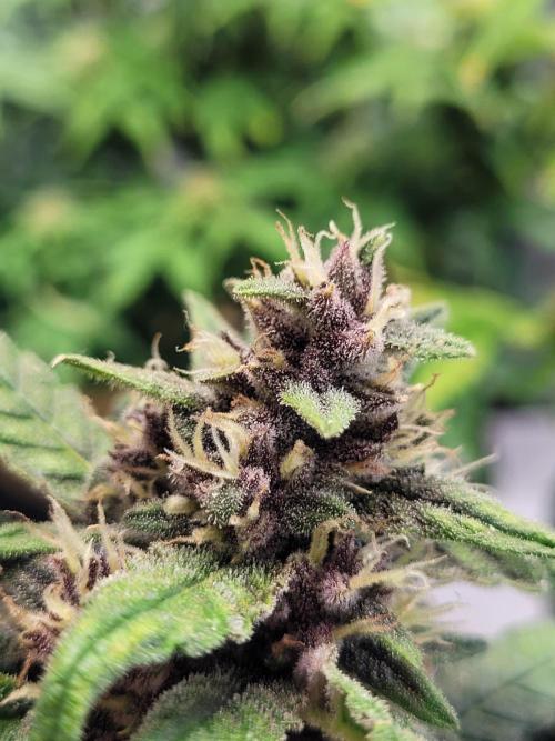Tropicana Cookies Auto. Week 7