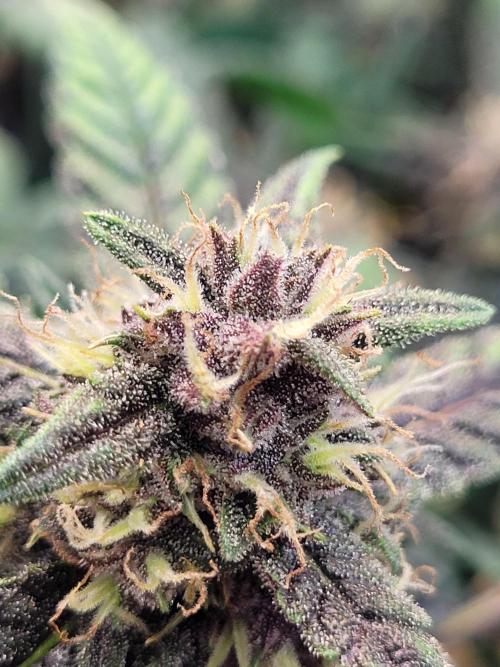 Tropicana Cookies Auto. Week 7