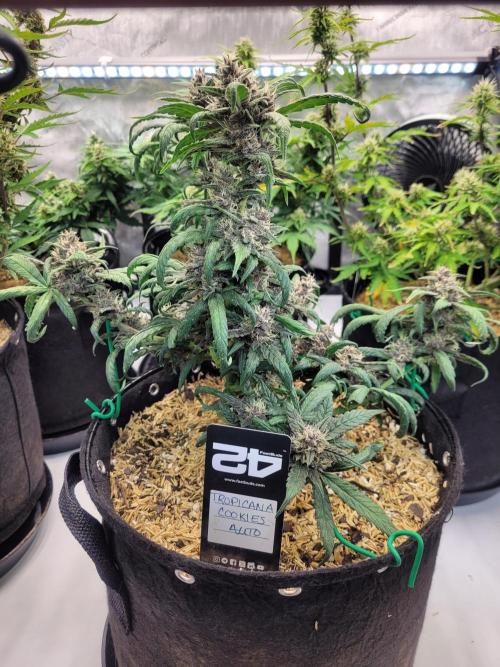 Tropicana Cookies Auto. Week 7