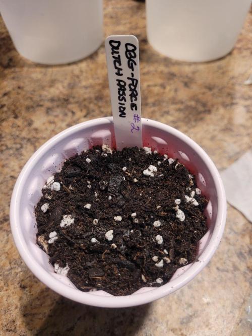 CBG-Force #2. Week 0