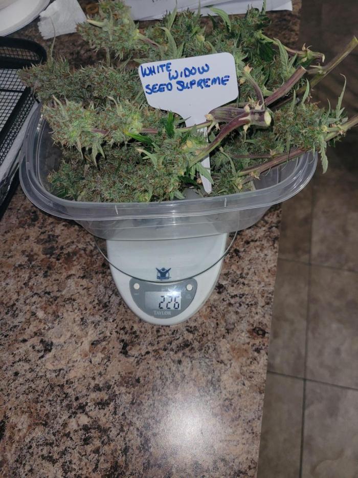 White Widow Auto. Week 8