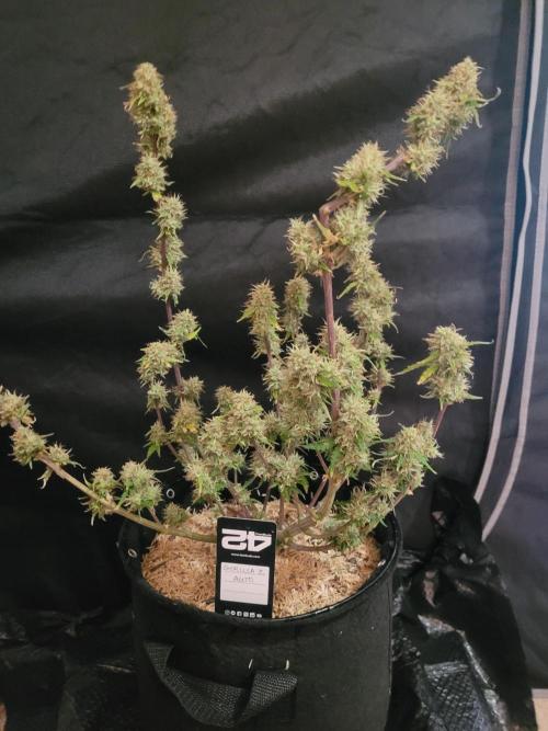 Gorilla Z Auto. Week 7