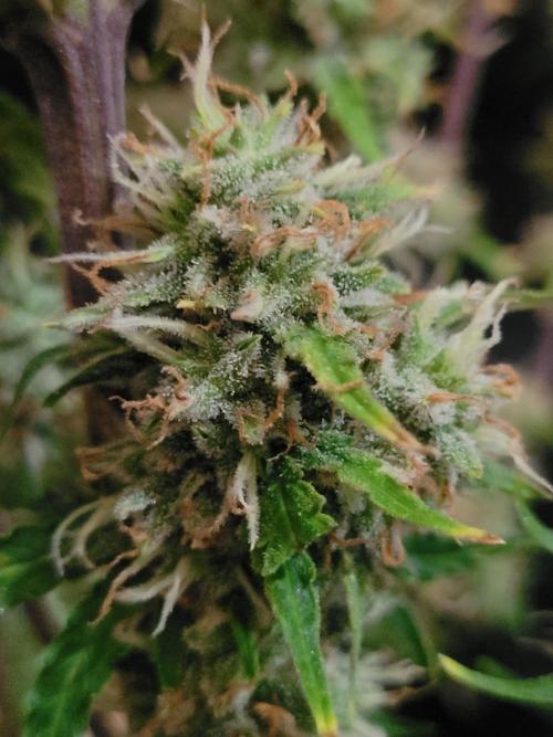 Gorilla Z Auto. Week 7