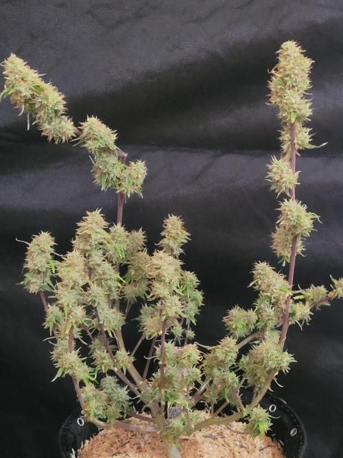 Gorilla Z Auto. Week 7