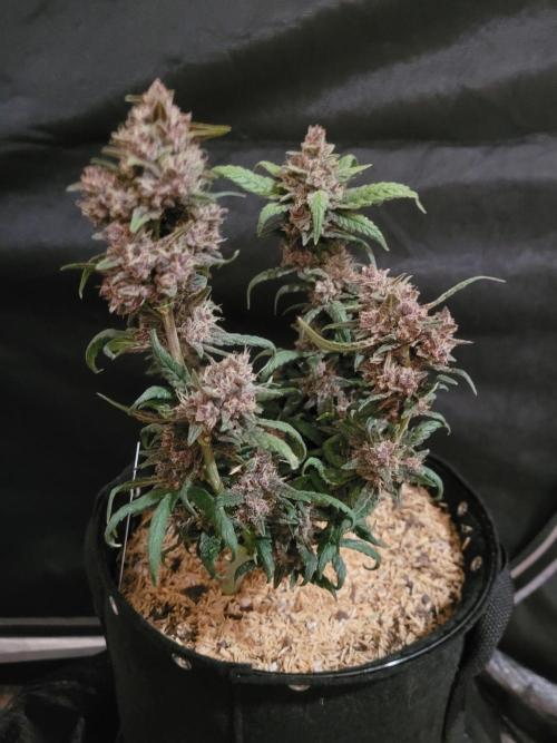 Tropicana Cookies Auto. Week 8