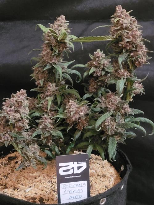 Tropicana Cookies Auto. Week 8