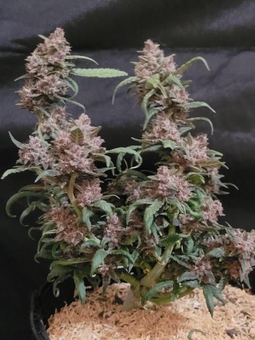Tropicana Cookies Auto. Week 8