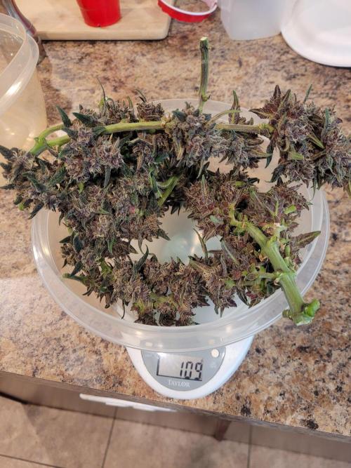 Tropicana Cookies Auto. Week 8