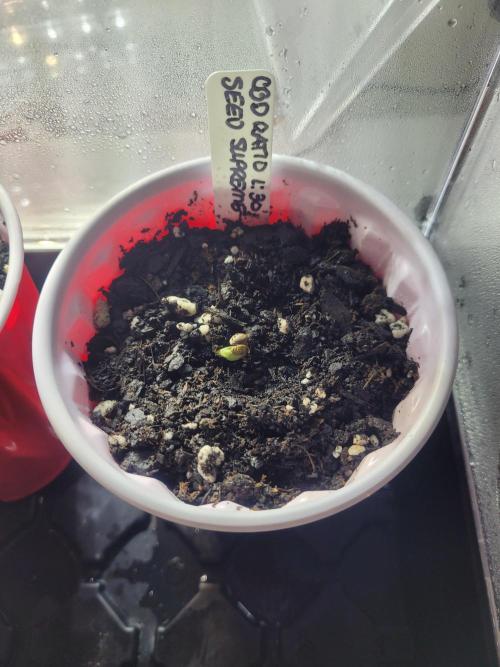 CBD Ratio 1:30. Week 0