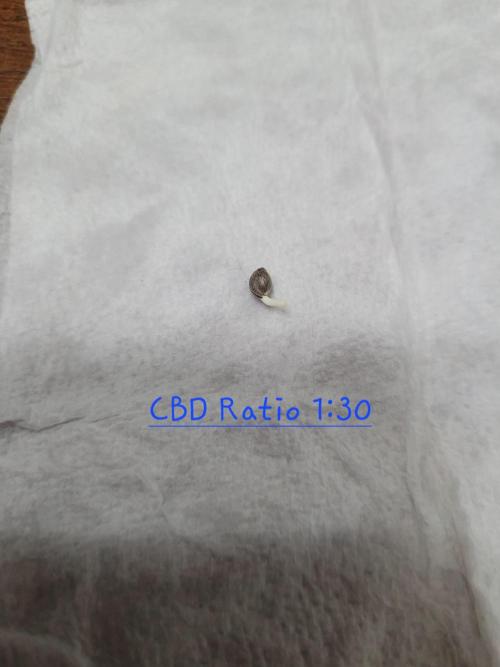 CBD Ratio 1:30 Seed Supreme. Week 0