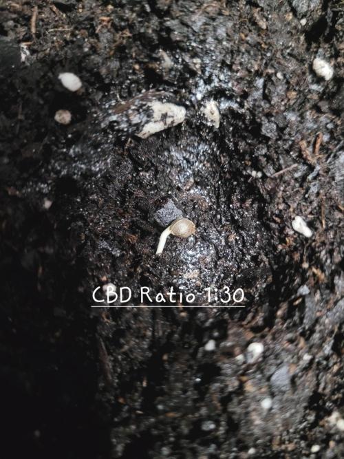 CBD Ratio 1:30 Seed Supreme. Week 0