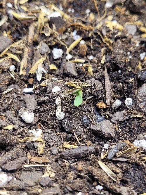 CBD Ratio 1:30 Seed Supreme. Week 0