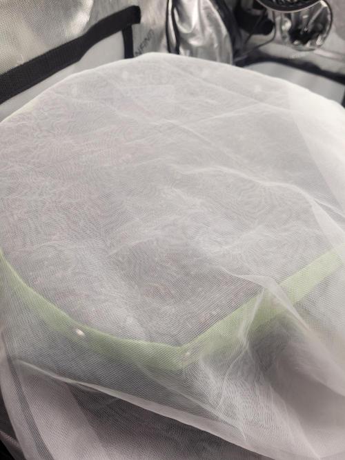 CBD Ratio 1:30 Seed Supreme. Week 0