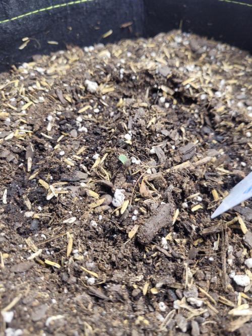 CBD Ratio 1:30 Seed Supreme. Week 0