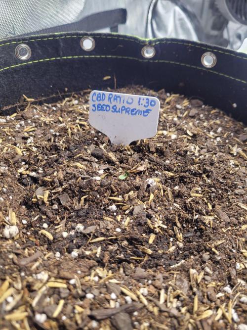 CBD Ratio 1:30 Seed Supreme. Week 0