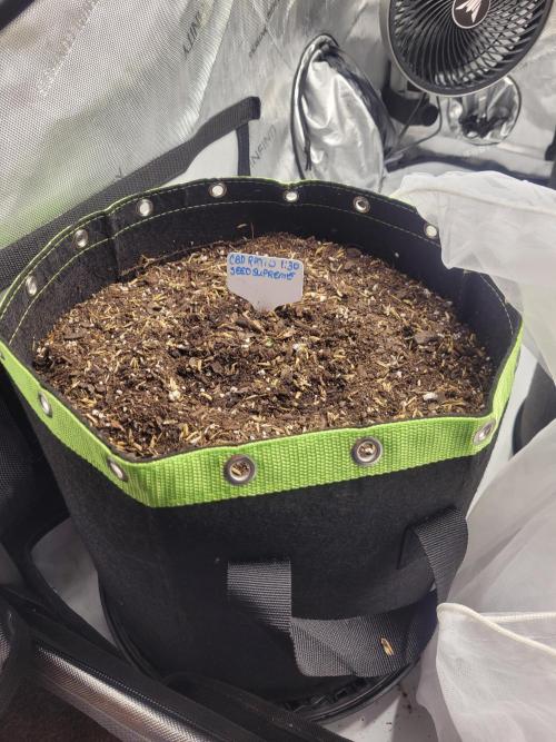 CBD Ratio 1:30 Seed Supreme. Week 0